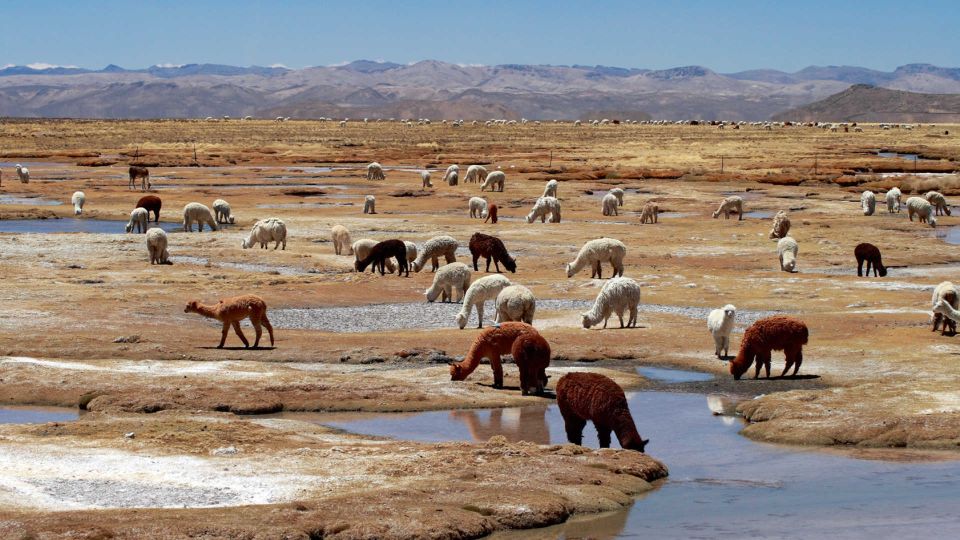 Colca Canyon: 2-Day Tour from Arequipa to Puno - What to pack (and how to make day 1 easier on your body)