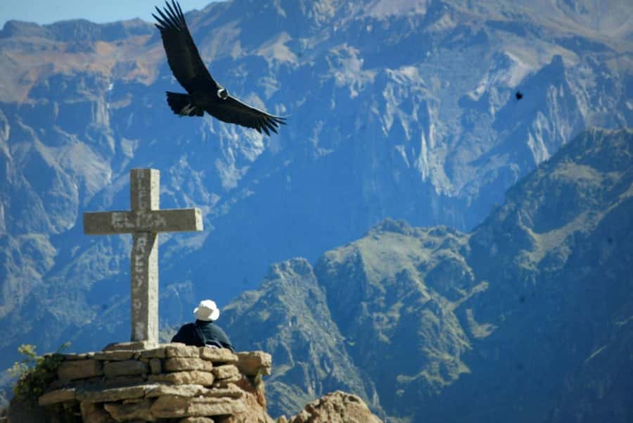 Colca Canyon Day Trip: From Arequipa to Puno - Tocrapampa Wetlands and Pampa Cañahuas for Vicuñas and Wild Birds