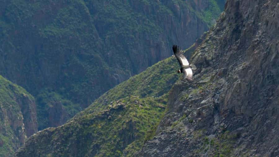 COLCA CANYON FULL DAY TOURS - Who this tour suits best (and who should adjust expectations)