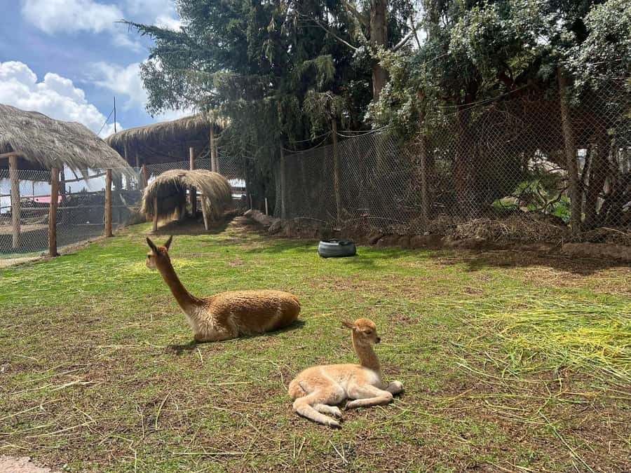Cusco: Alpaca and Llama Farm Tour w/ Transfer & Weaving Demo - Key Things You Should Know Before You Go