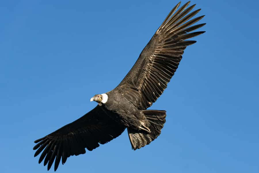 Cusco: Chonta Canyon and Condor Flight Tour with Lunch - Key points you’ll care about