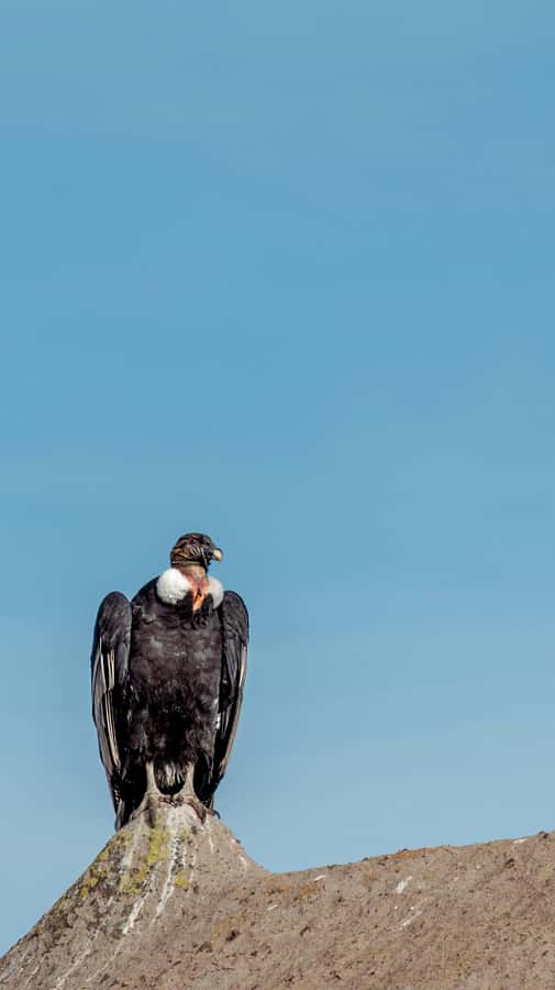 Cusco: Chonta Canyon and Condor Flight Tour with Lunch - Why Chonta Canyon is a condor spot worth your early start