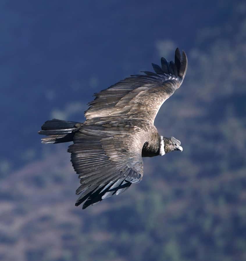 Cusco: Chonta Canyon and Condor Flight Tour with Lunch - Killarumiyoq (Anta): where archaeology meets the sky