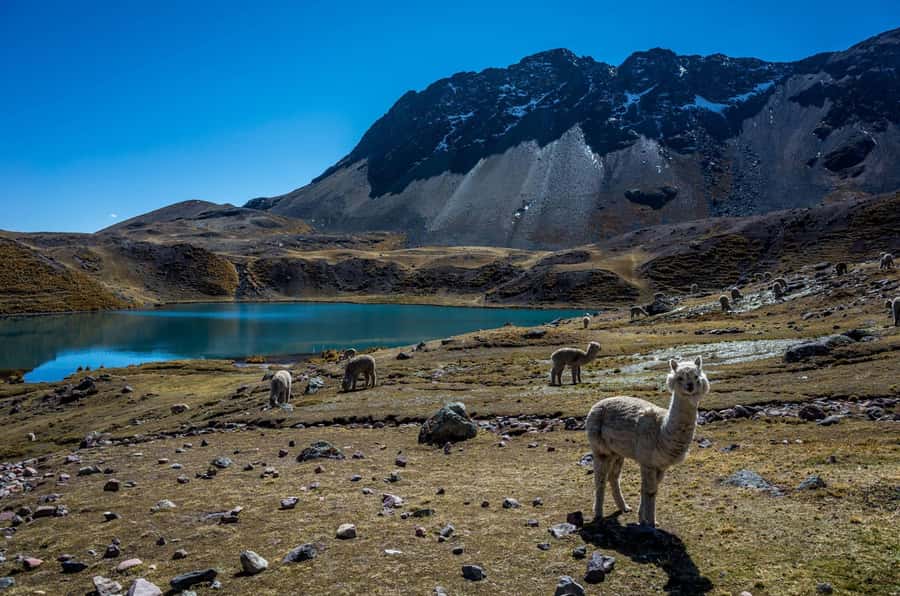 Cusco: Excursion to Ausangate 7 Lagunas + lunch - Why the Ausangate 7 Lagunas hike matters at over 4,200 meters