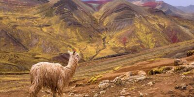 Cusco : Palcoyo - Rainbow Mountain Hidden Sister - Checacupe Bridge and Camelid Hatchery: More Than Just Transit