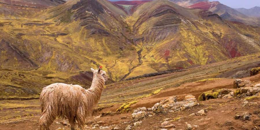 Cusco : Palcoyo - Rainbow Mountain Hidden Sister - Checacupe Bridge and Camelid Hatchery: More Than Just Transit