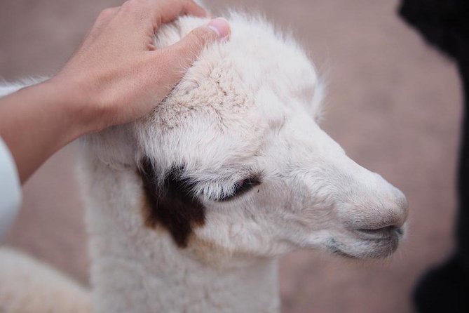 Cusco Santuario de Animales Rescatados en Cusco - Cochahuasi Sanctuary: What Makes This Worth the $34