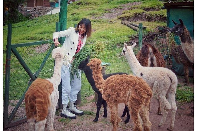 Cusco Santuario de Animales Rescatados en Cusco - The Alpaca Products Store: Your Purchase Has a Direct Effect