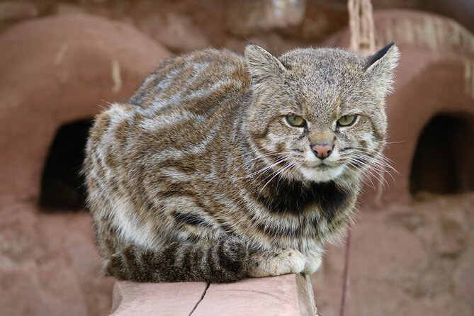 Cusco Santuario de Animales Rescatados en Cusco - Tips for Getting the Most From Your 2–3 Hour Visit