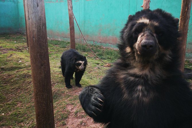 Cusco Santuario de Animales Rescatados en Cusco - Cusco Pickup and Timing: How the 2–3 Hours Really Works