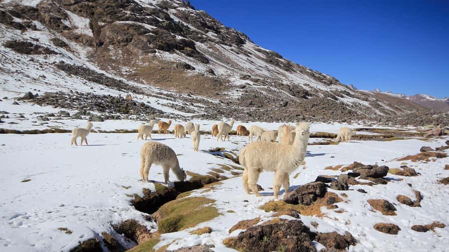 Cusco: Seven Lagoons of Ausangate Hiking Day Trip with Lunch - Key Highlights You Should Know Before You Go