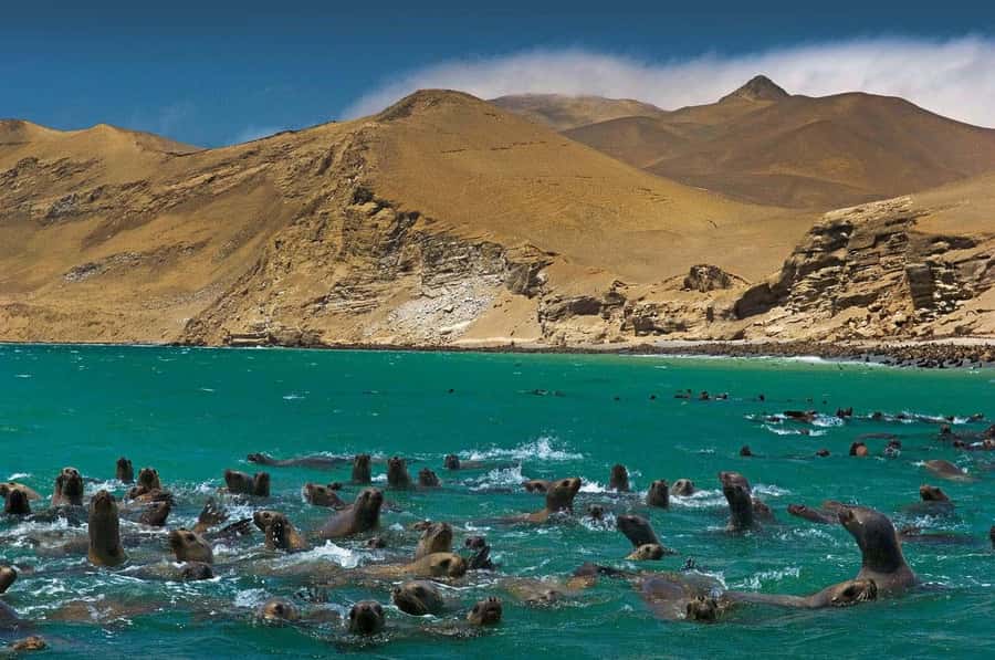 Discover Paracas, Ica and Nasca in a 2 days and 1 night trip - Lima to Paracas by early morning: the part that sets your day