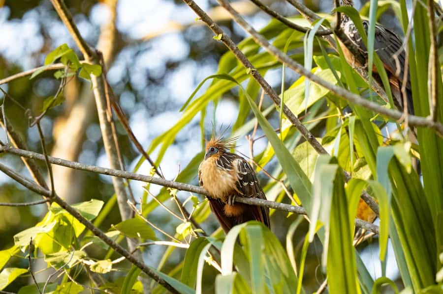 Excursion 2 days/1 nights in the jungle: Tambopata - Key things to know before you go