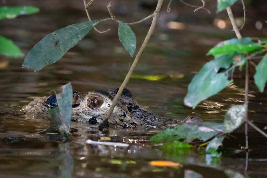 Excursion 2 days/1 nights in the jungle: Tambopata - Why Tambopata Works So Well for Wildlife Watching