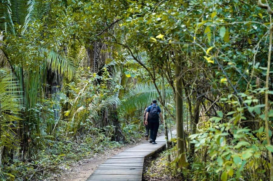 Excursion 2 days/1 nights in the jungle: Tambopata - Day 1 Zip Line and Canopy Walk: Tree-Level Views Without Needing to Be an Athlete