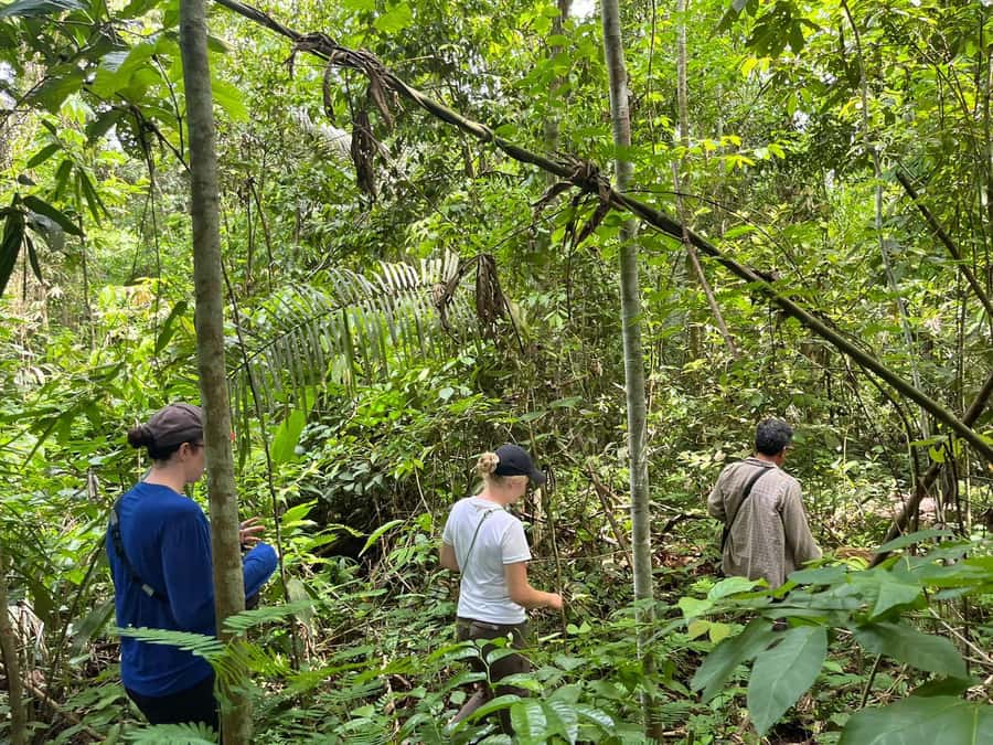 Excursion 2 days/1 nights in the jungle: Tambopata - Day 1 on the Tambopata River: Sunset Views and the Dusk Caiman Search