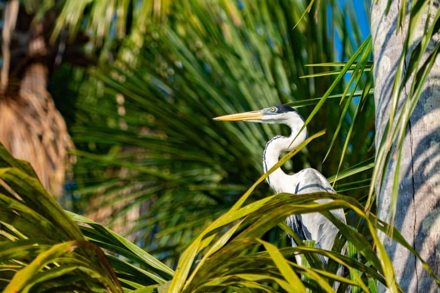 Excursion 2 days/1 nights in the jungle: Tambopata - Lake Sandoval by Rustic Boat: Quiet Rowing for Closer Wildlife