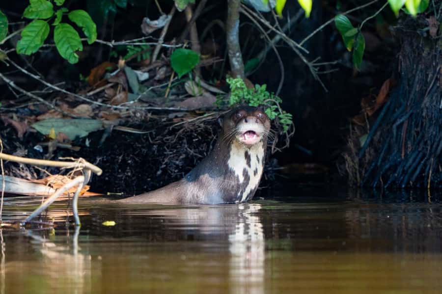 Excursion 2 days/1 nights in the jungle: Tambopata - Getting Started in Puerto Maldonado: Bungalows, First Walk, Then Big Sights