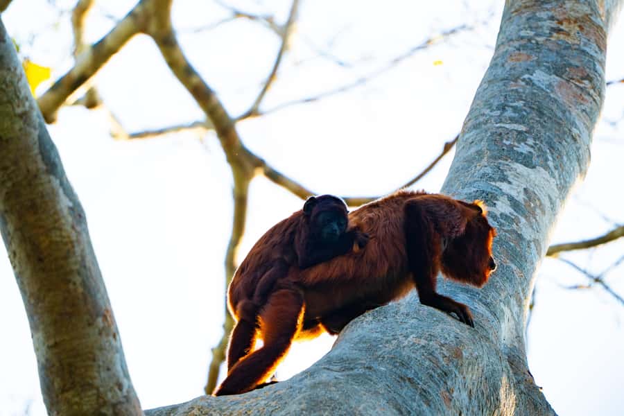Excursion 3 days/2 nights in the jungle - Your Guide and the Small Details That Matter