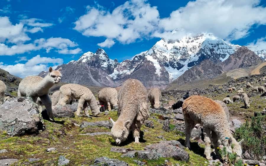Excursion: Explore in one day the 7 lakes of Ausangate from Cusco - Price and Value: What You Really Get for $35