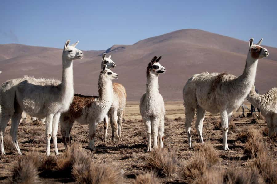 Excursion: Lagoon and National Reserve of Salinas and Aguada Blanca in Arequipa. - How This One-Day Circuit Feels: Early Start, Big Views, Real Pampa