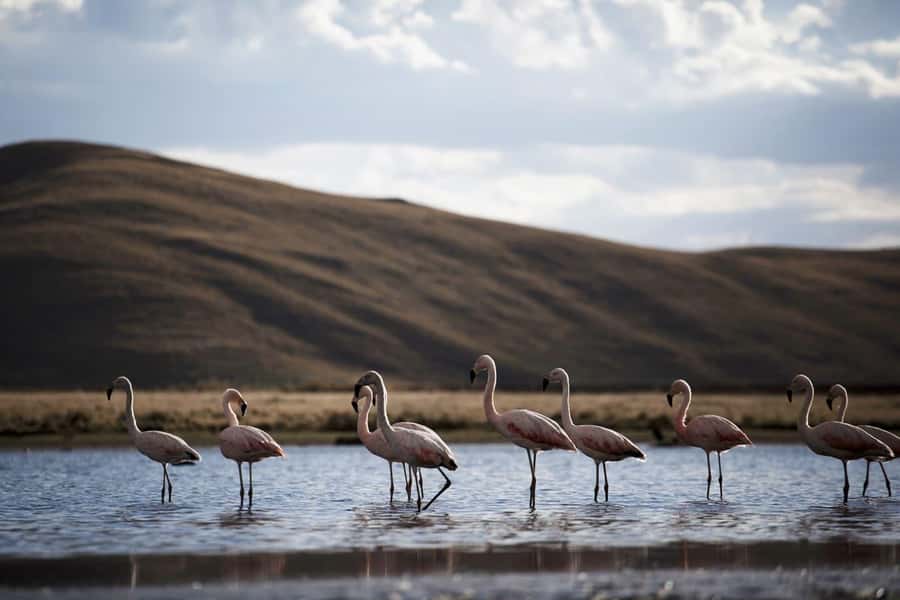 Excursion: Lagoon and National Reserve of Salinas and Aguada Blanca in Arequipa. - Chiguata and the Andenerías: Seeing Andes Life in Plain Sight