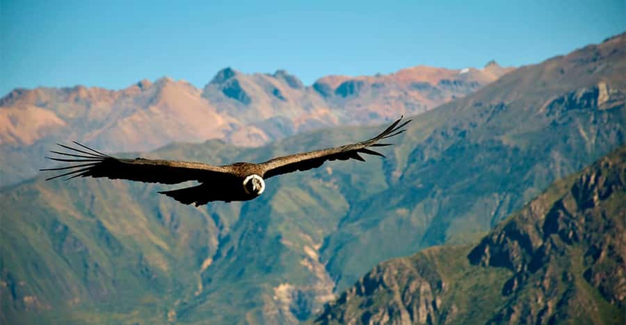 From Arequipa: 1 Day Tour to the Colca Canyon + Buffet lunch - The early start is the price of the best views