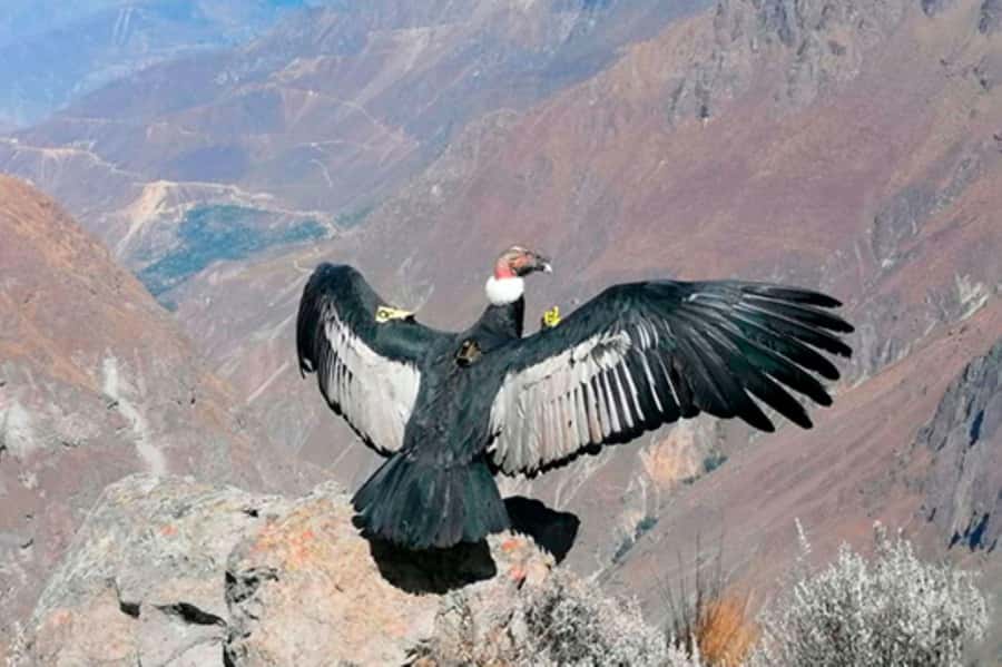 From Arequipa: 1 Day Tour to the Colca Canyon + Buffet lunch - Mirador de los Volcanes (4,910 m): volcano views you’ll talk about later