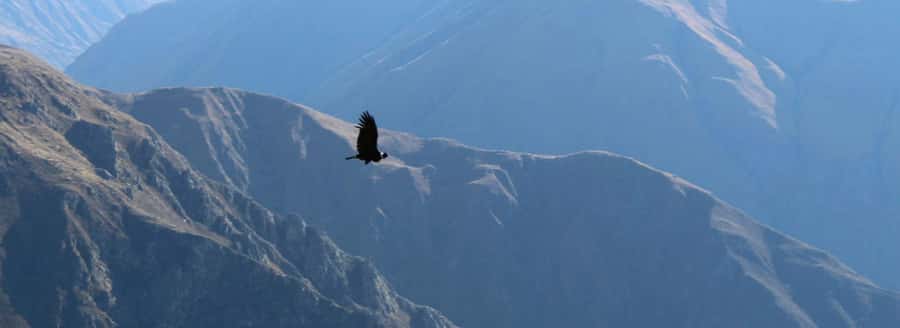 From Arequipa: 1 Day Tour to the Colca Canyon + Buffet lunch - Chacapi Hot Springs in Yanque: 38°C waters as your reward