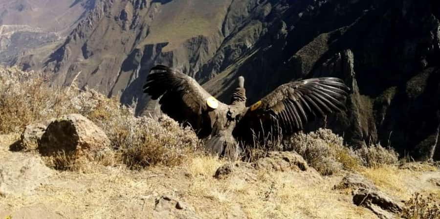 From Arequipa: Colca Canyon all inclusive | Full Day | - Key highlights worth planning around
