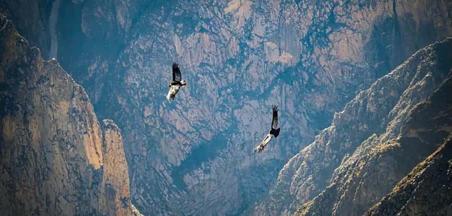 From Arequipa: Colca Canyon and Condor Watching Day Trip - Why this Colca trip feels worth it even though it steals your sleep