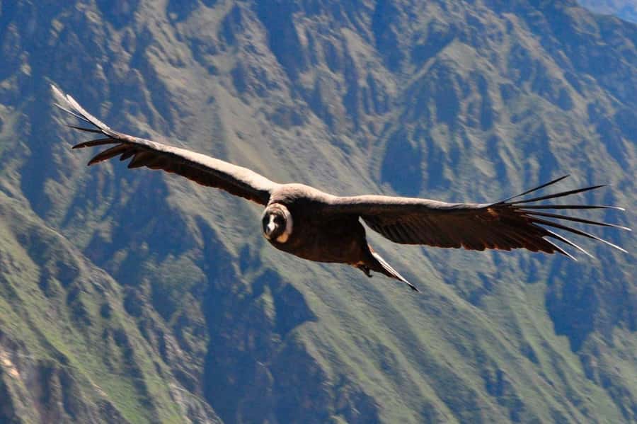 From Arequipa: Colca Canyon and Condor Watching Day Trip - Pre-Inca terraces and terrace farming: what to look for at the viewpoints