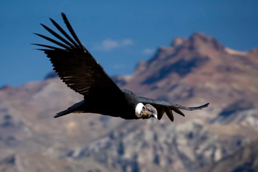 From Arequipa: Colca Canyon Full-Day Guided Tour with Meals - Condor’s Cross (Cruz del Cóndor): your hour for spotting the stars