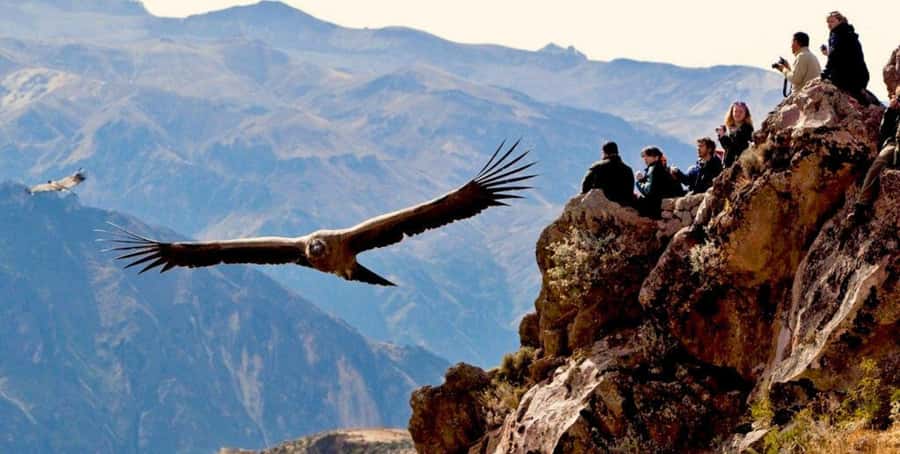 From Arequipa: Colca Canyon Full-Day Tour with Breakfast - The 3 AM start from Arequipa (and why it matters)