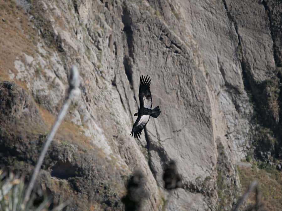 From Arequipa: Colca Canyon & La Calera Thermal Waters - Key highlights you’ll remember