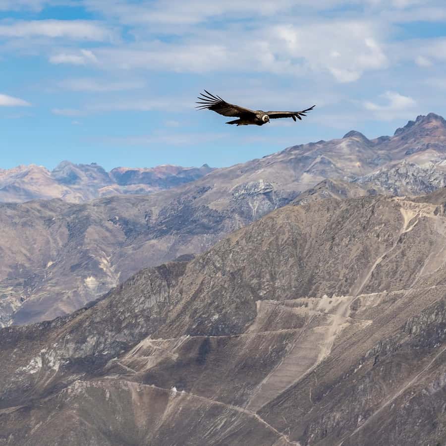 From Arequipa: Colca Canyon & La Calera Thermal Waters - La Calera thermal waters: a real reset after canyon walking