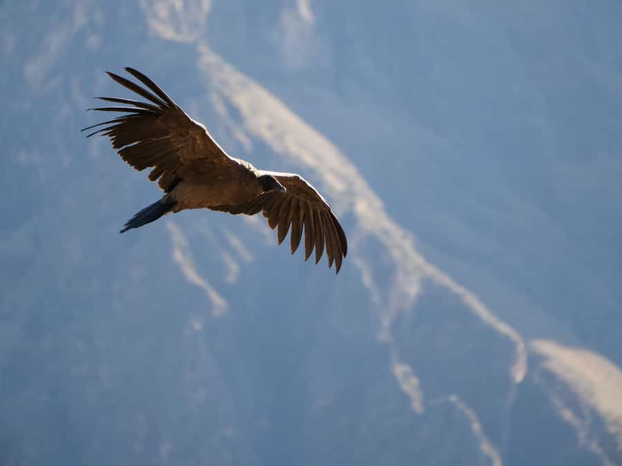 From Arequipa: Colca Canyon & La Calera Thermal Waters - Practical packing tips that make the day easier