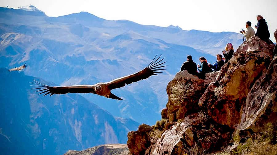 From Arequipa: Full Day Colca Canyon Tour - Chivay lunch and the optional AguaVerde hot springs break