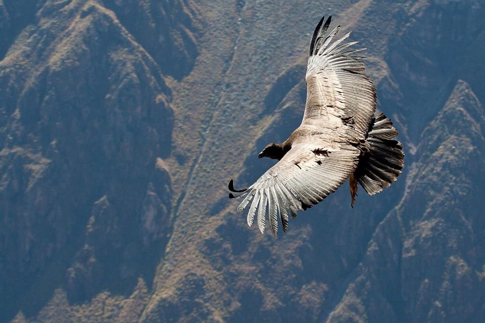 From Arequipa: Full Day Tour of Colca Canyon with Meals - FAQ