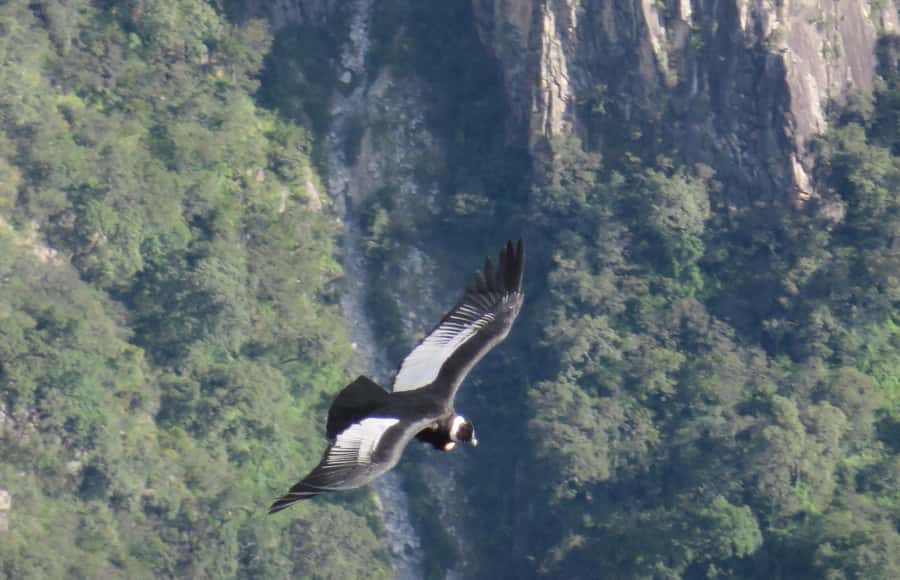 From Arequipa: Full Day Tour of Colca Canyon with Meals - Colca Canyon viewpoints and guided stops: how the day stays interesting