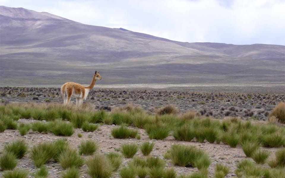 From Arequipa: Fullday Tour Colca Canyon + Transfer To Puno - Chacapi Hot Springs: your warm reset in the middle of the day