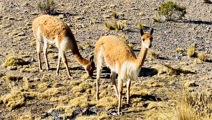 From Arequipa: Pillones Waterfall and Stone Forest Day Trip - Imata stone forest hike: strange columns, short route, great photo time