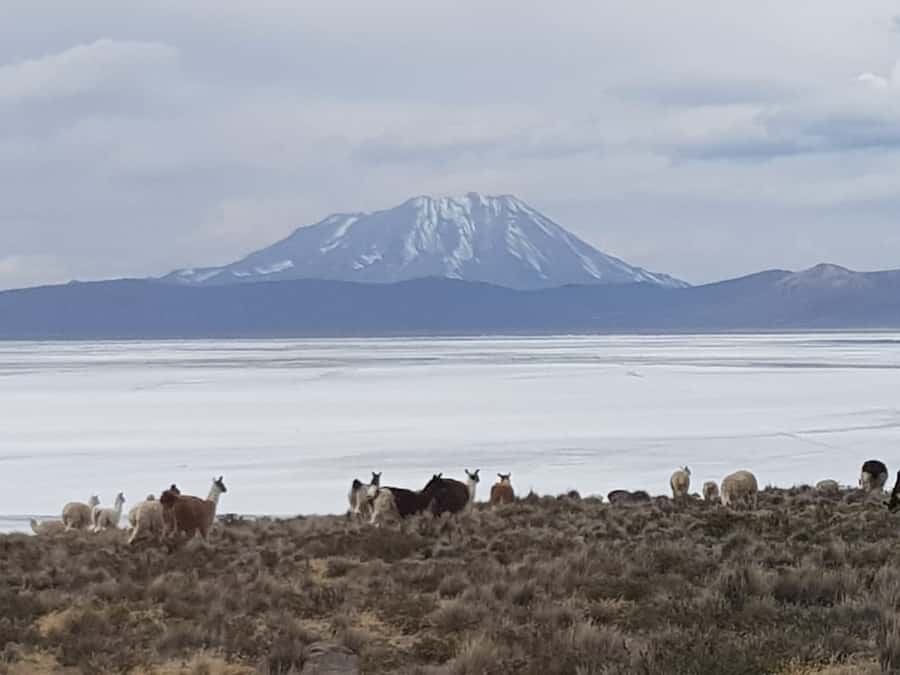 From Arequipa: Salinas Lagoon Full-Day Trip with Hot Springs - Key Things to Know Before You Go
