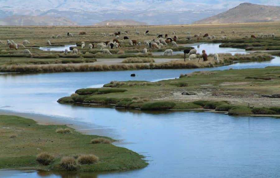From Arequipa: Salinas Lagoon Full-Day Trip with Hot Springs - The Guide Factor: When Herbert Makes the Day Click
