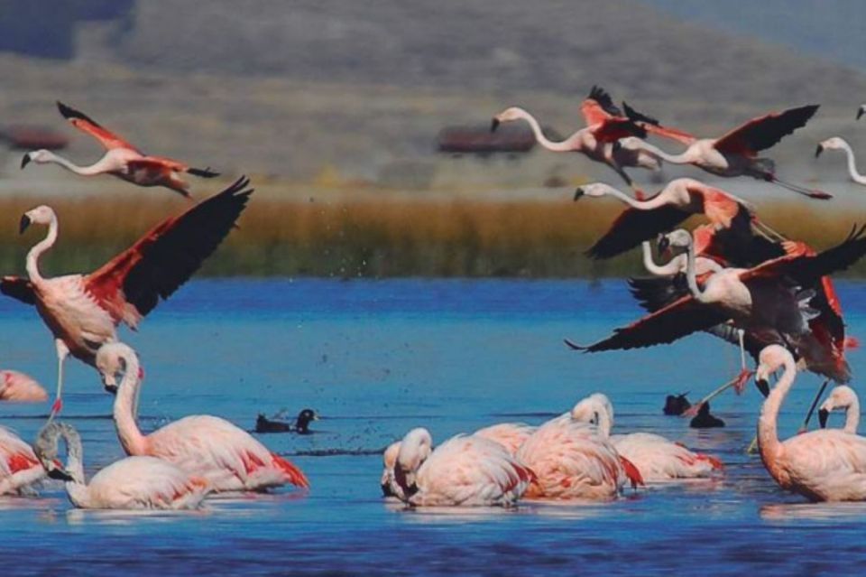 From Arequipa: Salinas Lagoon Full-Day Trip with Hot Springs - Alto Simbral at 4200 m: Plants, Perception, and Breathing Room