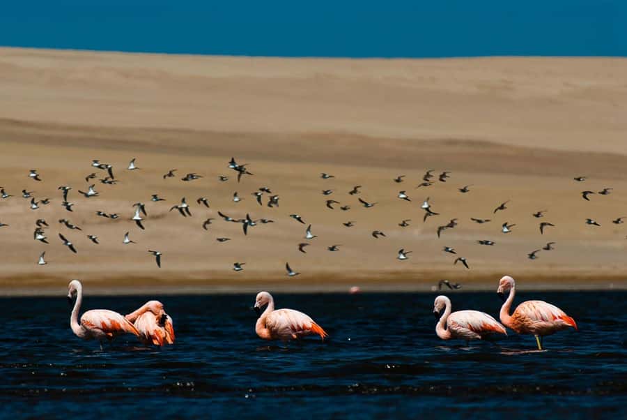 From Arequipa: Salinas Lagoon Full-Day Trip with Hot Springs - Lojen Hot Springs: Warm Water, Mini Volcano Energy