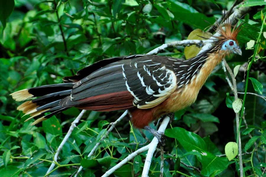 From Cusco: 4-Day Manu National Park Guided Tour - Cusco to Paucartambo and the cloud-forest descent