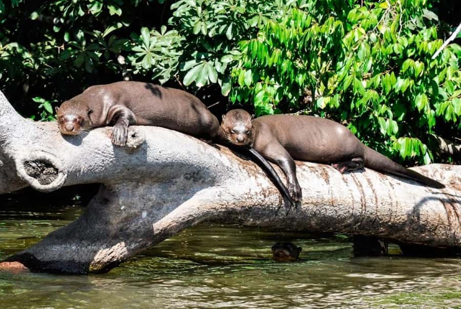 From Cusco: 4 Day Puerto Maldonado Sandoval Lake Excursion - Key things to know before you go