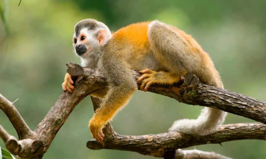 From Cusco: 4 Day Puerto Maldonado Sandoval Lake Excursion - Cachuela clay lick at 5:00 a.m.: the most intense wildlife moment