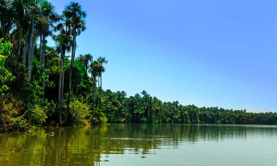 From Cusco: 4 Day Puerto Maldonado Sandoval Lake Excursion - The canopy walk and river time: what the views teach you